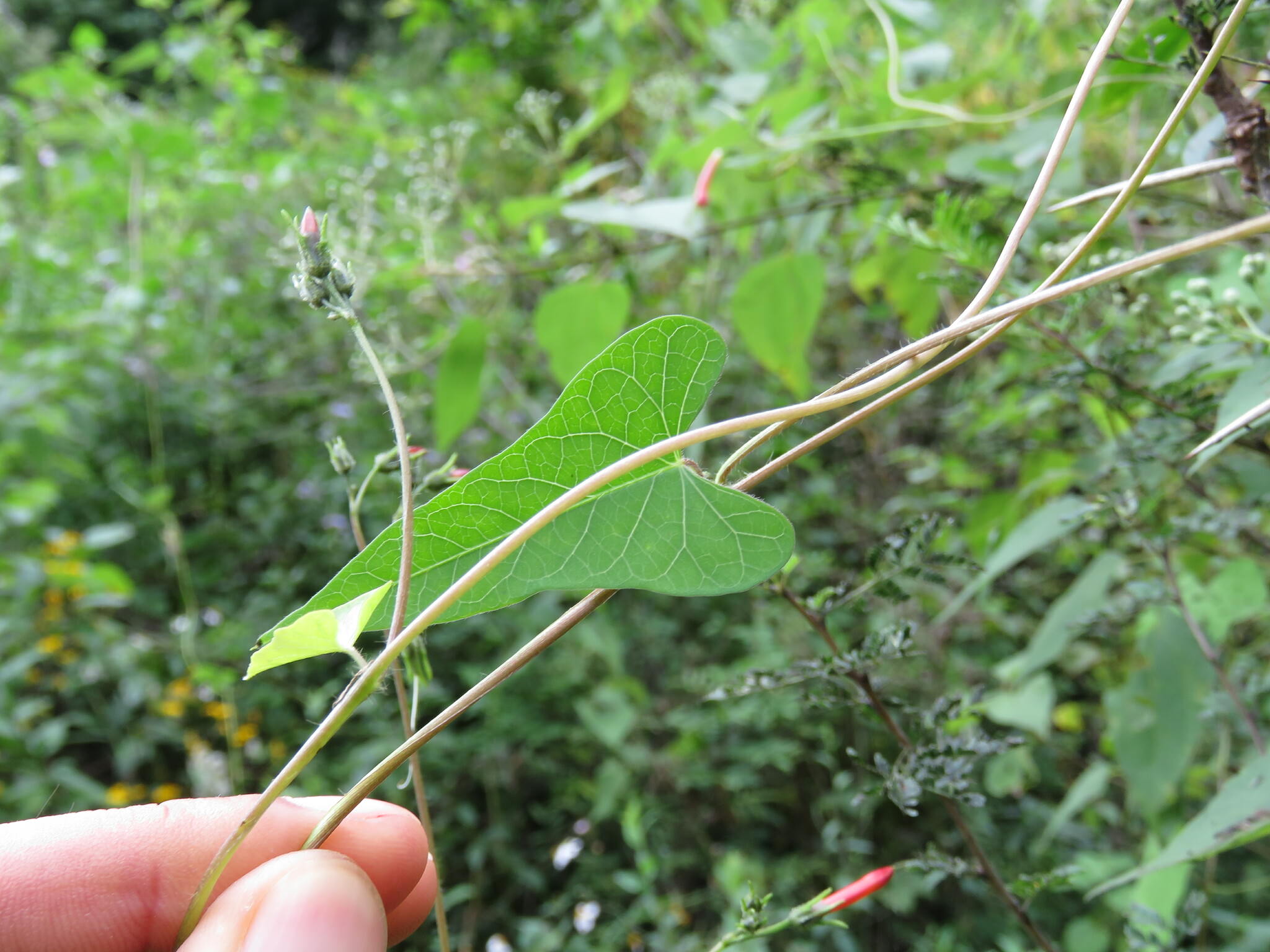 Ipomoea cholulensis